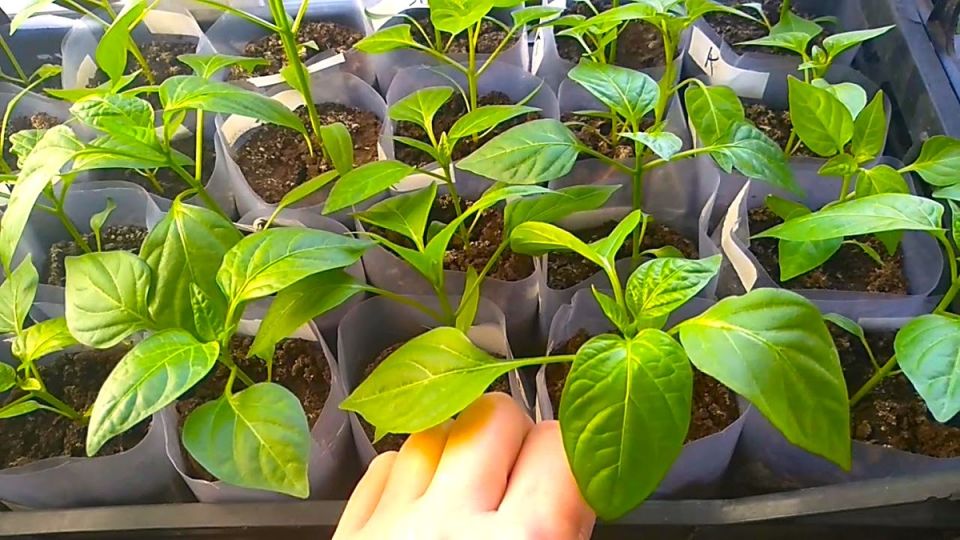 ���������� ������ ������: ��� ������� ��������� ���� ������ ����� � �� ���������