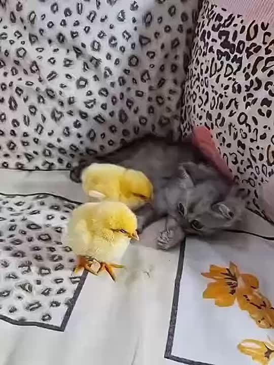   !   !