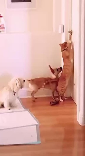     &quot;  &quot;    !