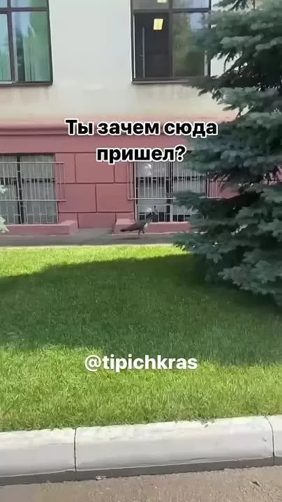 Павлин сбежал из Ботанического сада в Краснодаре