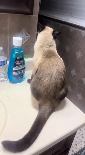   , !