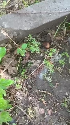 Черные трюфели обнаружила жительница Темрюка в одном из дворов города