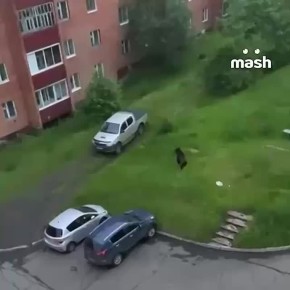 В России медведи по улицам ходят, говорили они