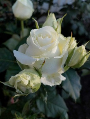  , !.   , 17 