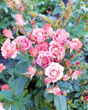  , !.   , 19 