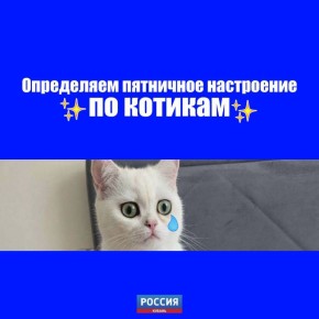 Выбираем котика под настроение