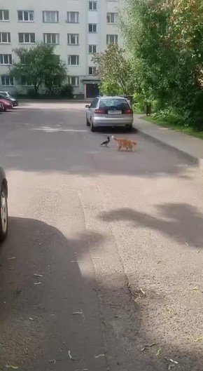 В Москве самые наглые и оборзевшие вороны: одна до кота докопалась, другая к крысе пристала