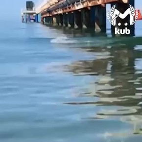 Дельфинарий в открытом море у пляжей Анапы