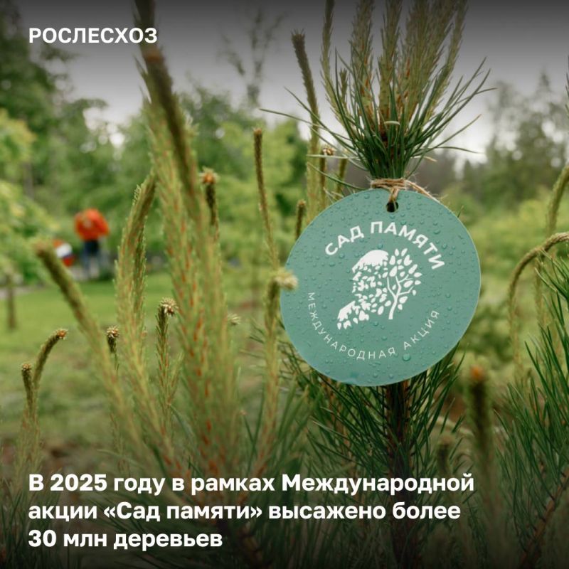 В 2025 году к шестому сезону Международной акции «Сад памяти» присоединились во всех регионах страны