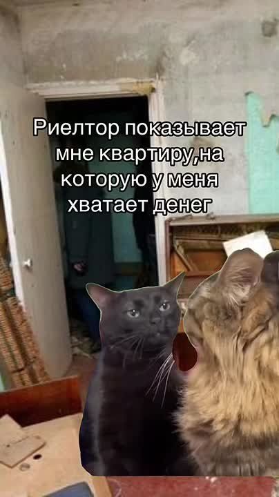           26,5 