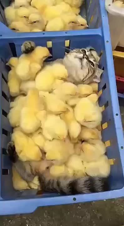 , , 