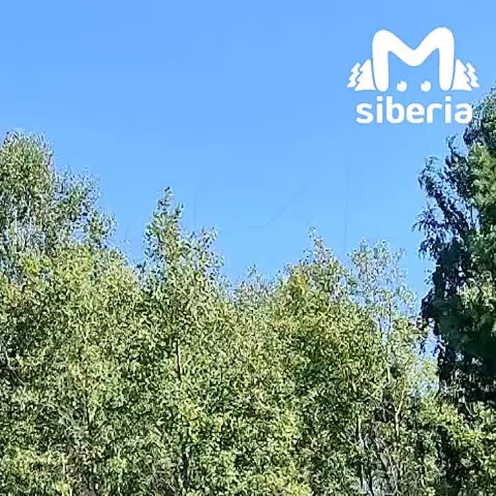   -737.      ,     