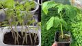     Growing Tomatoes:  