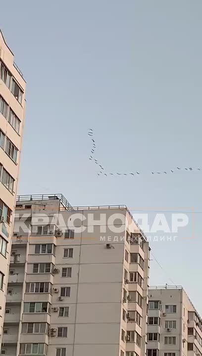 Наступление осени и грядущие холода почувствовали и птицы