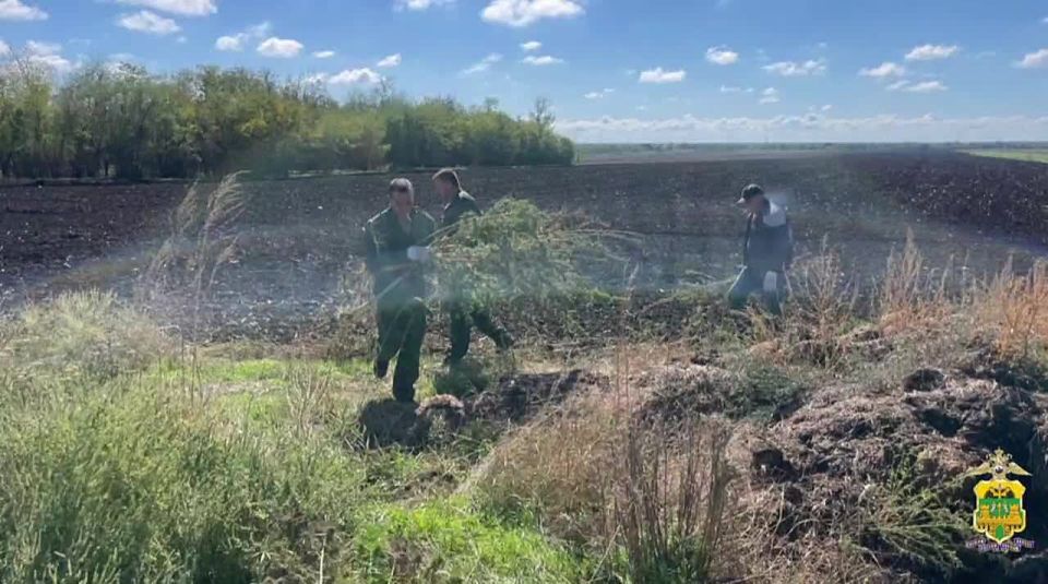 Свыше 5000 кустов каннабиса уничтожили в Новопокровском районе