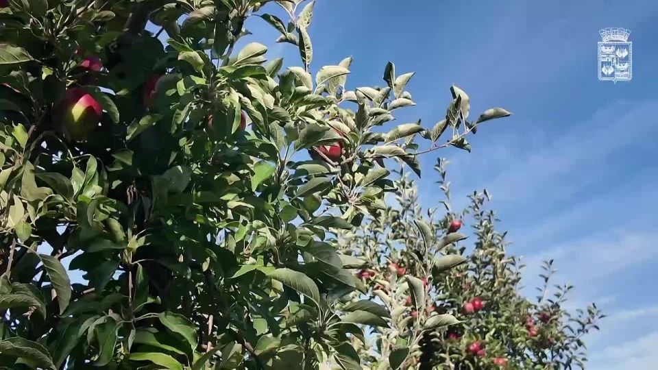 Аграрии Краснодара продолжают сбор сезонных фруктов и ягод