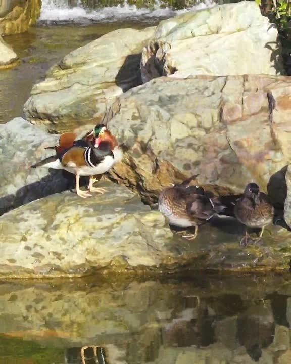 В Японском саду появились новые жители