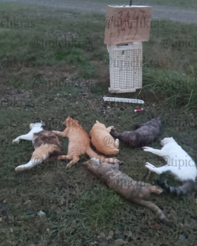Полицейские разыскивают живодёров, которые отравили кошек в Белореченском районе