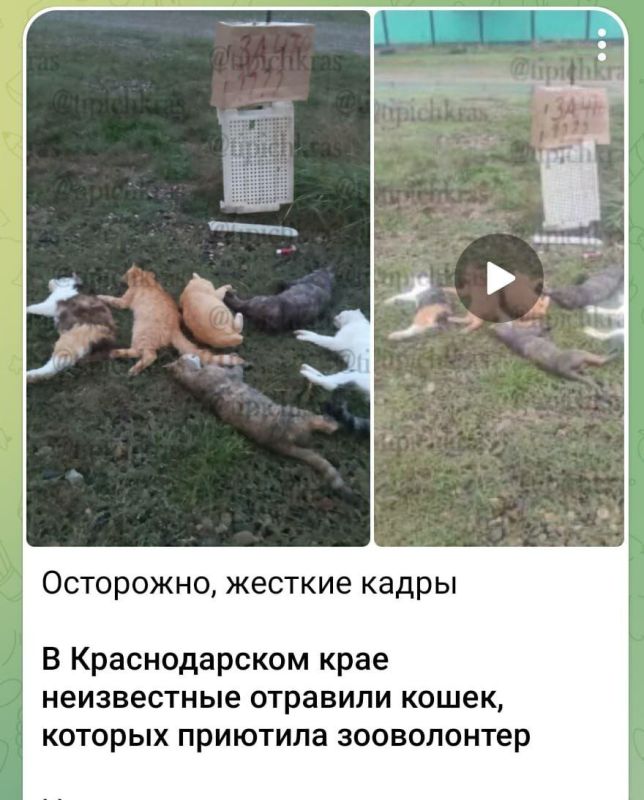 10 октября в дежурную часть Отдела МВД России по Белореченскому району поступило заявление от местной жительницы - зооволонтера, содержащей кошек