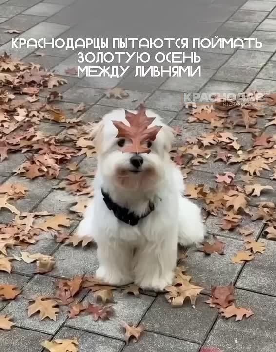 Настроение – осень. Переменчивая октябрьская погода заставляет кубанцев то снимать куртки на солнце, то кутаться потеплее, то доставать зонты