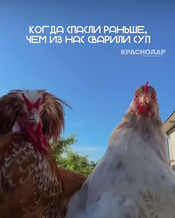 Полиция приехала быстрее, чем сварился суп: правоохранители поймали вора птиц у соседа
