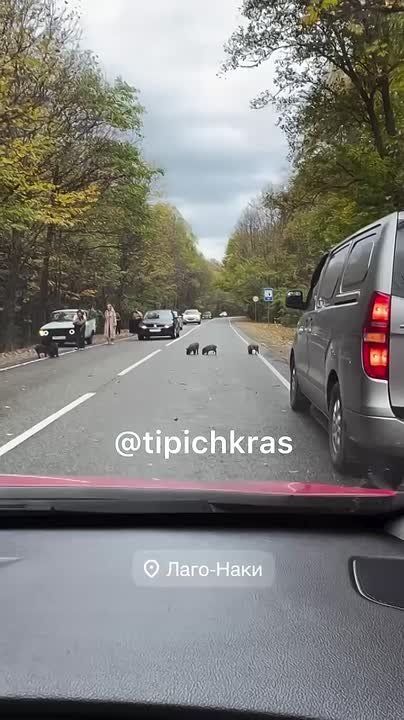 И немного Хрю. Кого только не встретишь на Кубани! Можно умиляться смешным мишкам, выпрашивающим еду енотикам, гуляющим по улицам осликам… На этот раз по дороге в Лаго-Наки люди встретили милых кабанчиков