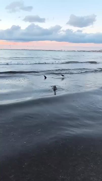 Два дельфина-малыша выбросились на берег моря в Анапе, один из них погиб, сообщила РИА Новости директор научно-экологического центра спасения дельфинов "Дельфа" Татьяна Белей