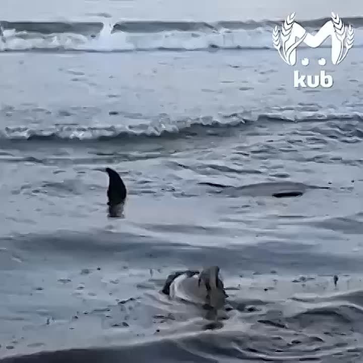 Двух маленьких дельфинов нашли в Анапе