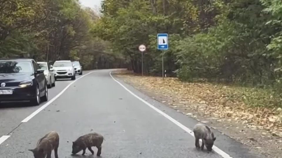 На трассе в районе Лаго-Наки движение замедлилось из-за семьи кабанов с детёнышами