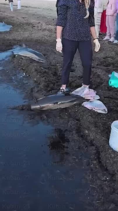 Неподалеку от центрального пляжа Анапы неравнодушные местные жители обратили внимание на двух детенышей дельфинов, которые находились в неудовлетворительном состоянии