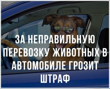 Как избежать штрафов за неправильную перевозку животных в автомобиле