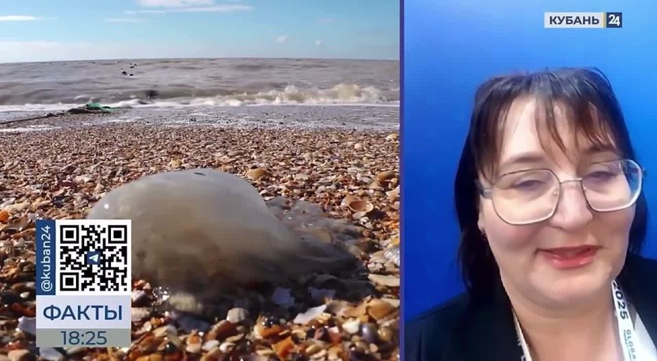 «Медузятина», сударь!. Ученые из КубГАУ будут популяризировать медуз как здоровую еду! В лаборатории университета проводят исследования и уже начали тестировать рецепты