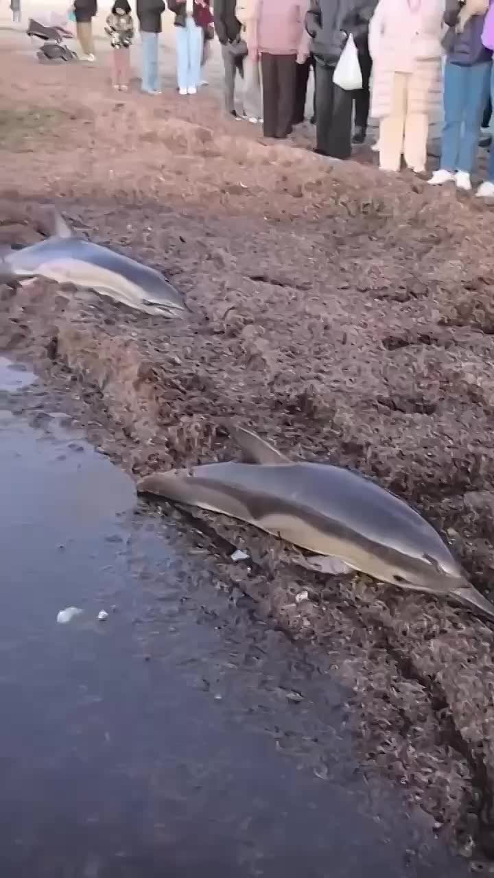 Дельфины, которые выбросились на берег в Анапе, оказались матерью и детенышем