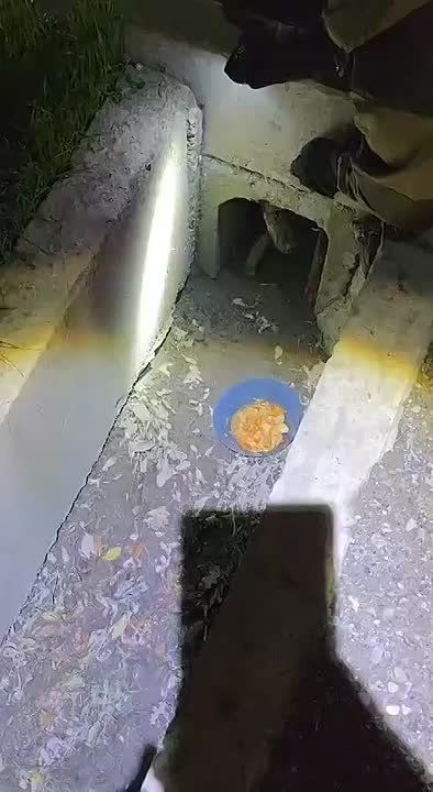 Спасатели помогли собаке выбраться из ливневки после ДТП