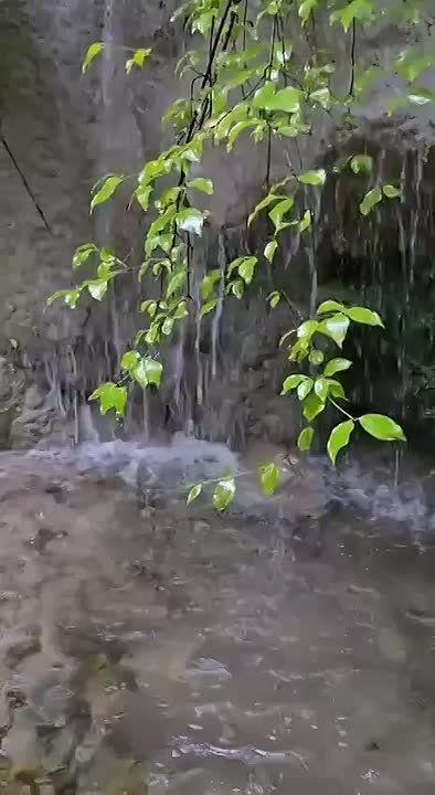 Самка тритона готовится к зимней спячке