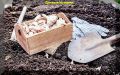 Тайны успешной осенней посадки чеснока: советы для начинающих садоводов