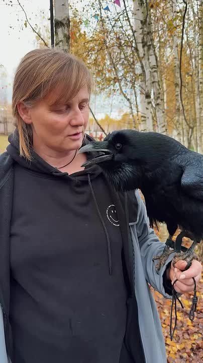 Вороны умеют разговаривать человеческим голосом