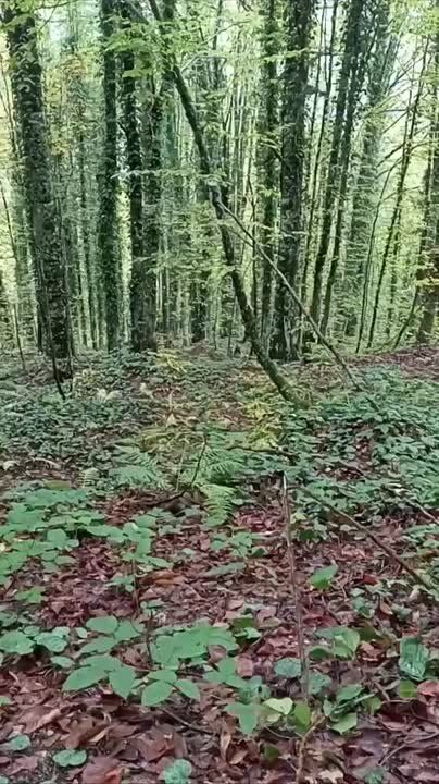 За три года в жилые районы Сочи спустилось более 1,5 тыс