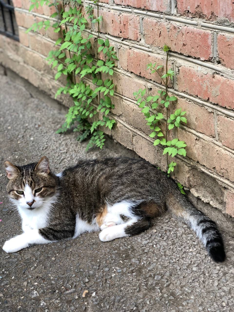 Доброе утро, Кубань!. Краснодар +17 °С Доброе утро, Кубань!. Краснодар +17 °С