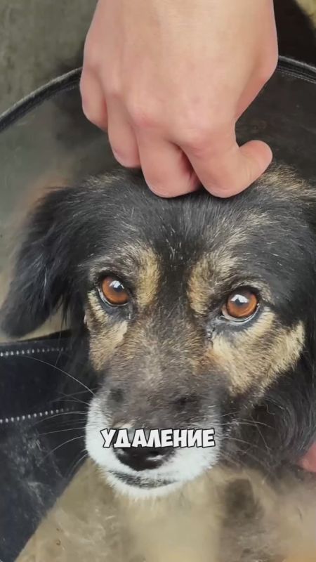 Внутри собаки тикала бомба