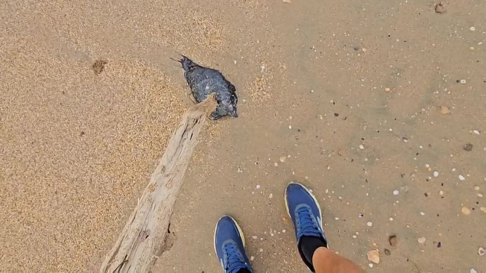 Мазут приплыл. Пляжи Анапы вновь стали многолюдны: на них вернулись волонтеры и спасатели