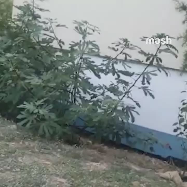 Массовый отстрел енотов начнётся в Краснодарском крае — пушистые милахи расплодились сверх нормы и вредят всему живому