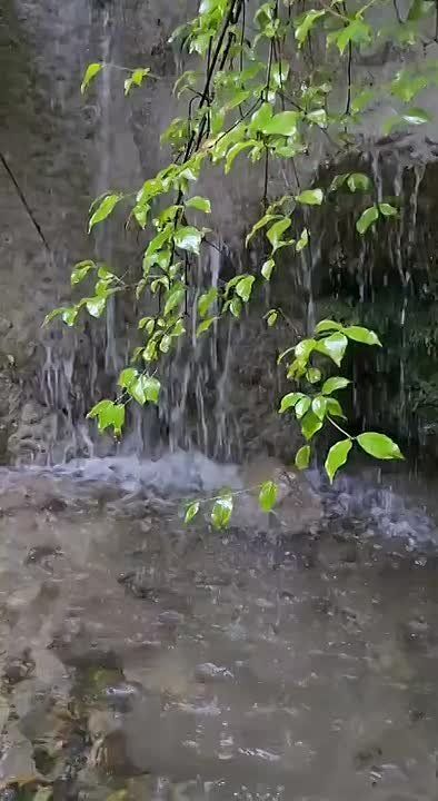 Когда уютно. В Сочинском национальном парке немножко подсмотрели за самкой малоазиатского тритона, которая готовится к зимовке