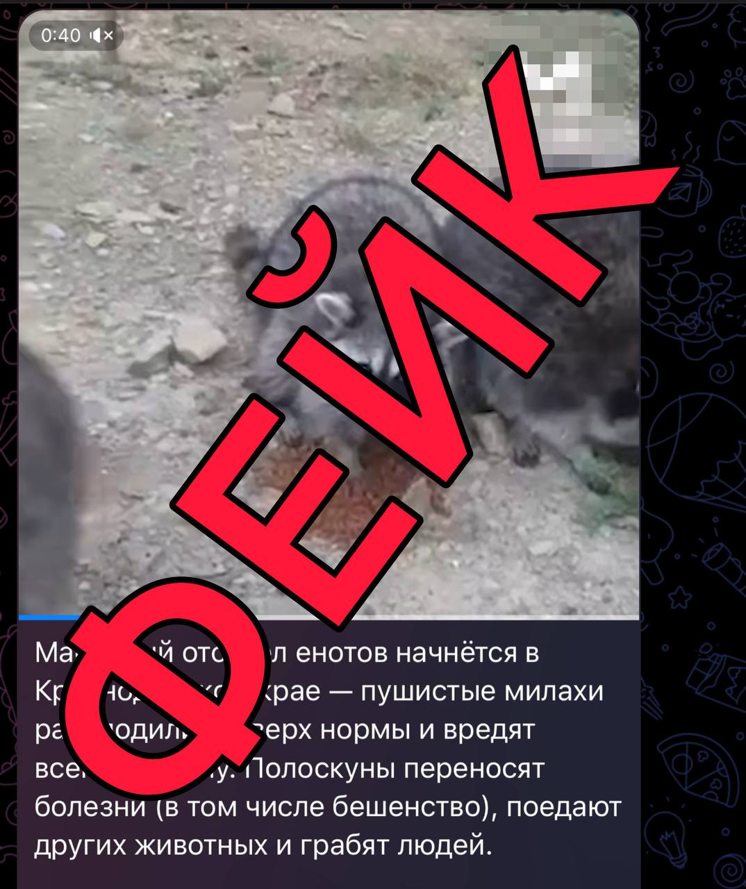 Внимание – фейк!. В одном из каналов в Телеграм распространяется информация о том, что в Краснодарском крае начнется массовый отстрел енотов-полоскунов