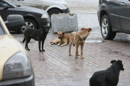 В Краснодаре после нападения собак на ребенка возбуждено уголовное дело