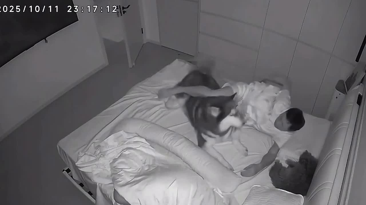 Доброй ночи! И чтобы никто с кровати не прогонял