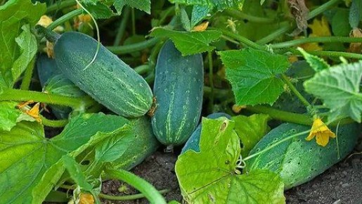 Секреты ухода за огурцами в сентябре: как продлить осенний урожай?