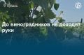 Кубанские виноделы заявляют об острой нехватке трактористов и виноградарей