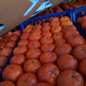 В порту «Туапсе» предотвратили ввоз более 116 тонн мандаринов из Турции