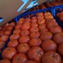 В порту «Туапсе» предотвратили ввоз более 116 тонн мандаринов из Турции